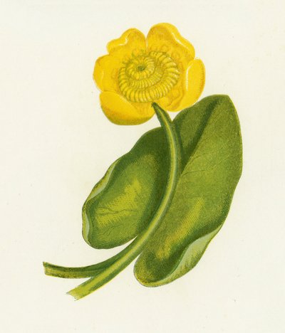 Yellow Water-Lily by English School